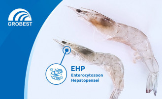 Nested PCR para detección del Microsporidio Enterocytozoon hepatopenaei ( EHP)