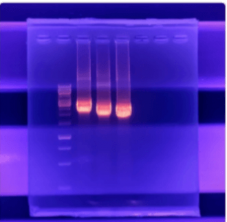 PCR para detección de Ehrlichia canis en sangre