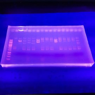 PCR para detección de Leptospirosis